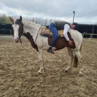 253777475_122955736814275_1692029263674823431_n-1 Équithérapeute Valenciennes